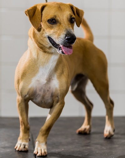 PraCegoVer: na imagem há um cão de pelagem amarela. Ele está em pé com a língua pra fora.